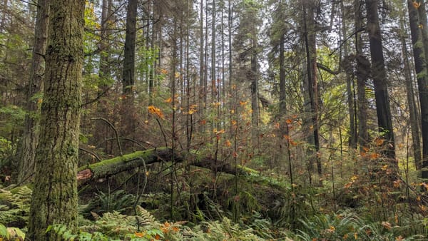 Stanley Park during the Fall by Mariana Caldas